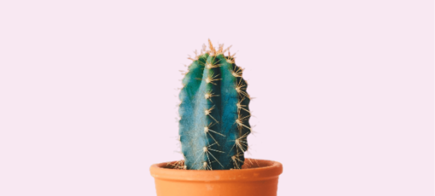 A cactus in a brown pot.